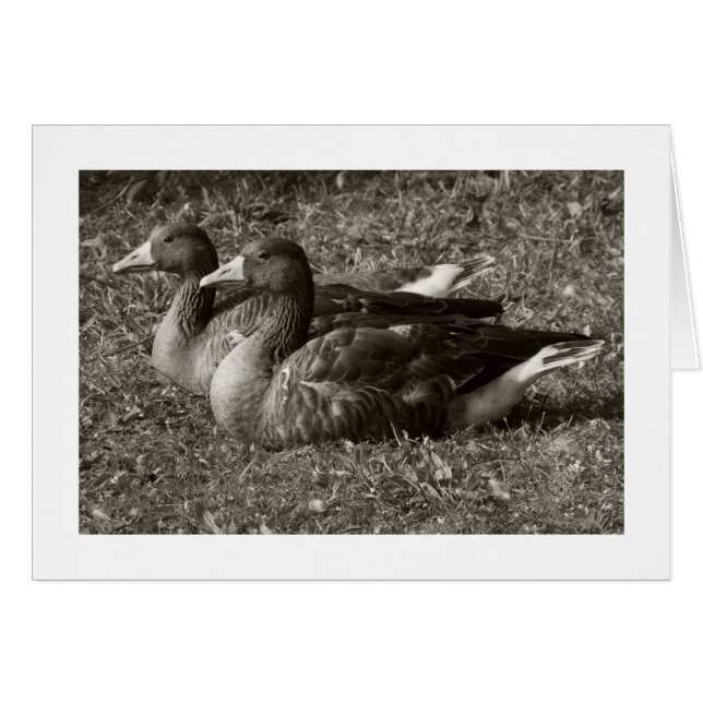 Cartão Greylag Geese Sepia (Amplo Bordo) (Frente Horizontal)