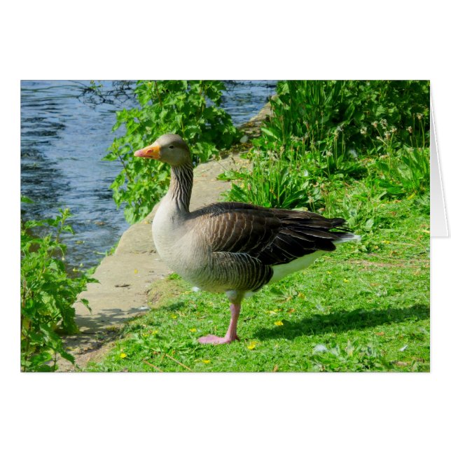Cartão Greylag Goose (Frente Horizontal)