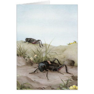 CARTÃO GRILO DE THE FIELD