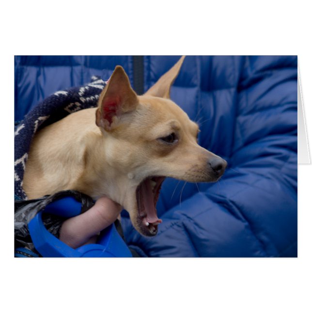 Cartão Gritando Chihuahua (Frente Horizontal)