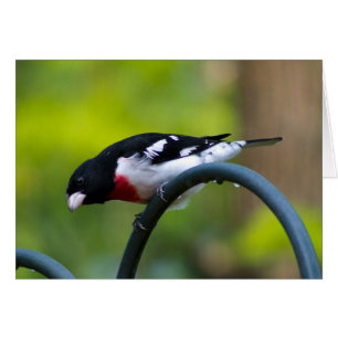 Cartão Grosbeak de peito rosa