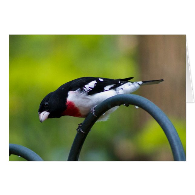 Cartão Grosbeak de peito rosa (Frente horizontal)