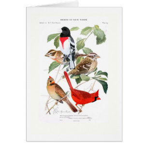 Cartão Grosbeak e cardeal