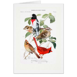 Cartão Grosbeak e cardeal