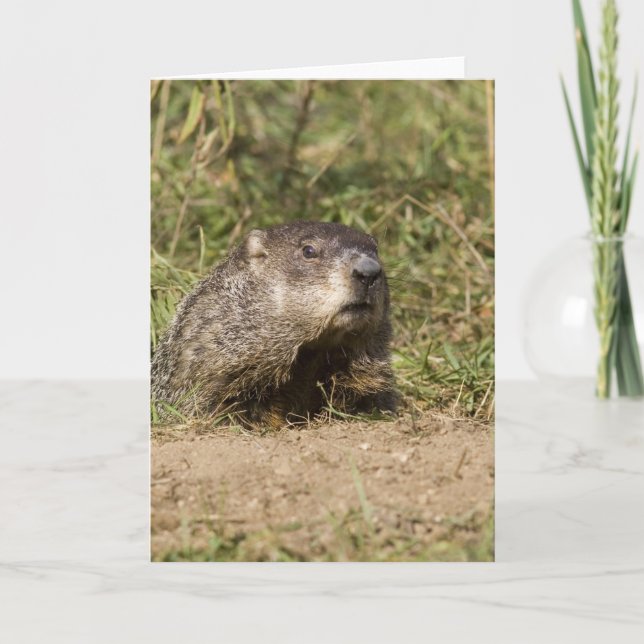 Cartão Groundhog (Frente)