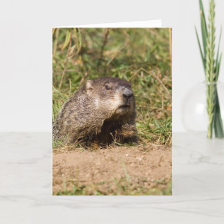 Cartão Groundhog