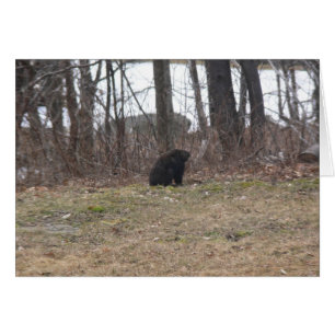 Cartão Groundhog examina a cena