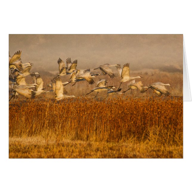 Cartão Gruas sobre o campo ouro (Frente Horizontal)