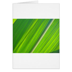 Cartão Grünes Maisblattdesign