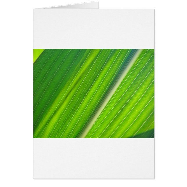 Cartão Grünes Maisblattdesign (Frente)