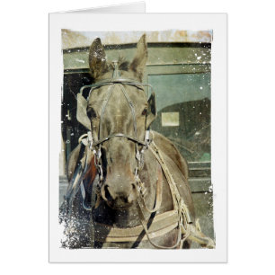 Cartão Grunge Amish Buggy Horse