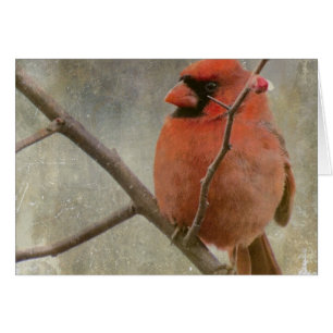 Cartão Grunge cardinal