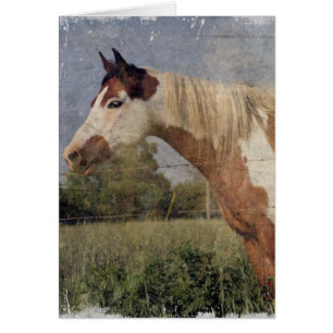 Cartão Grunge do cavalo do Pinto
