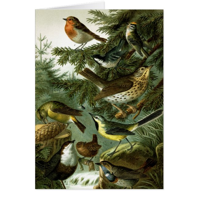 Cartão Grupo 3 do pássaro (Frente)