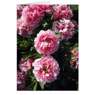 Cartão Grupo cor-de-rosa de Peonie