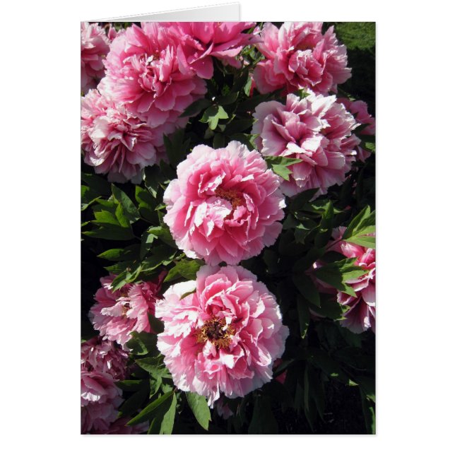 Cartão Grupo cor-de-rosa de Peonie (Frente)