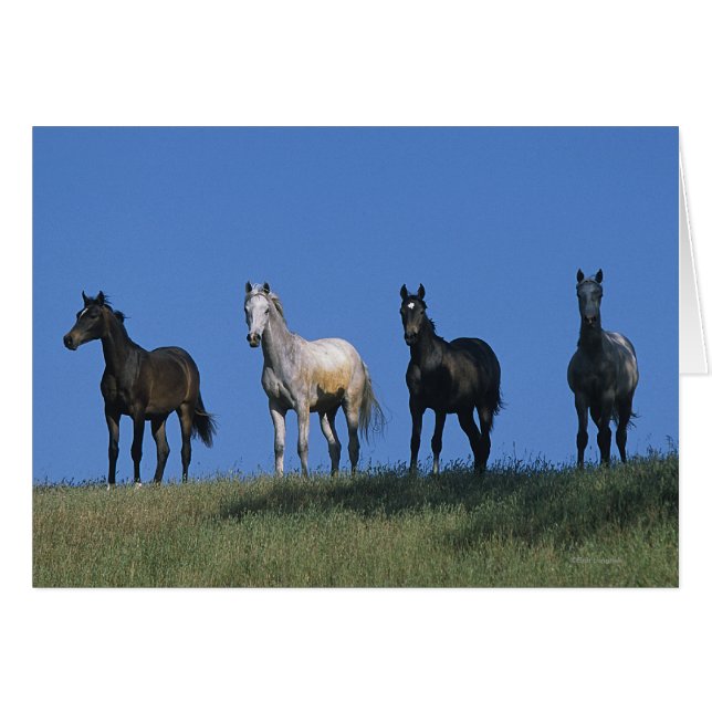 Cartão Grupo de Árabes (Frente Horizontal)