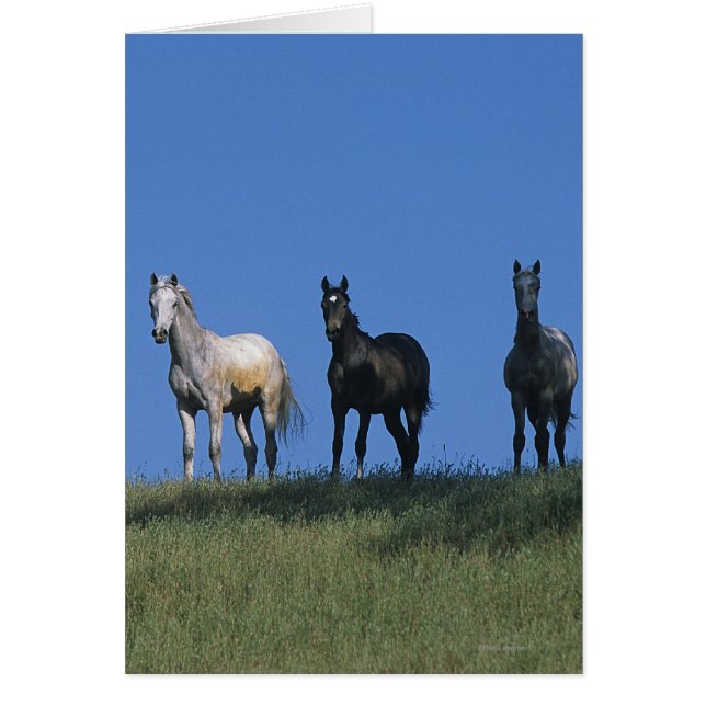 Cartão Grupo de Árabes (Frente)