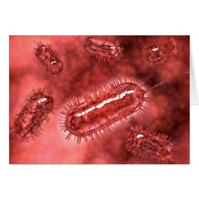 Cartão Grupo De Bactérias Escherichia Coli 2 (Frente Horizontal)