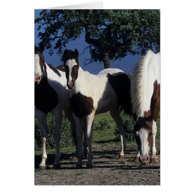 Cartão Grupo de Cavalos de Pintura (Frente)