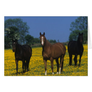 Cartão Grupo de Cavalos de raça pura