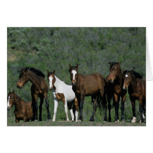 Cartão Grupo de Cavalos Selvagens Mustang