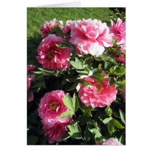 Cartão Grupo de peônias cor-de-rosa