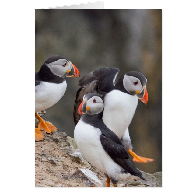 Cartão Grupo de Puffins (Frente)