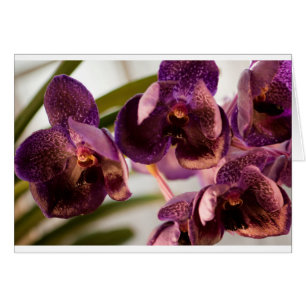 Cartão Grupo puro da flor da cera de Vanda da orquídea