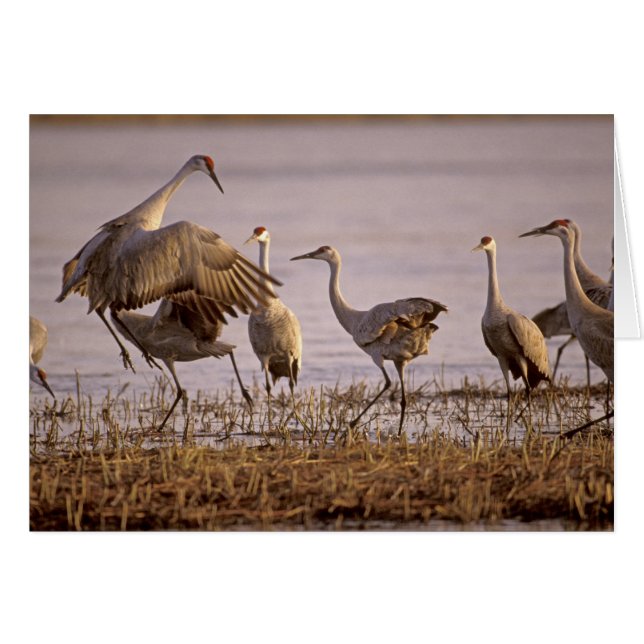 Cartão Grus canadensis Platte (Frente Horizontal)