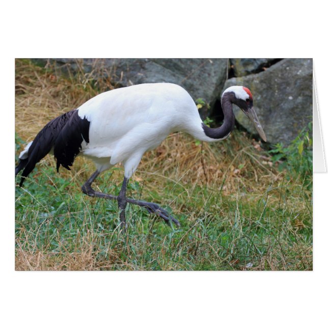 Cartão Grus japonensis (Frente Horizontal)