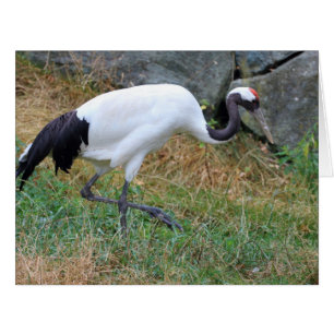 Cartão Grus japonensis