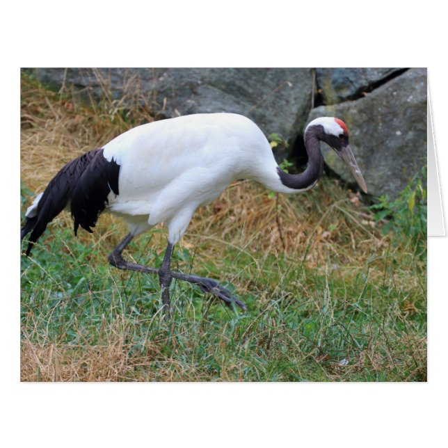 Cartão Grus japonensis (Frente horizontal)