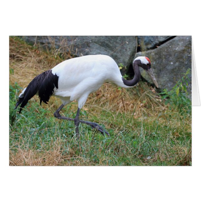 Cartão Grus japonensis (Frente horizontal)