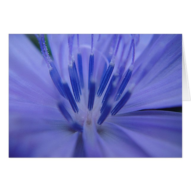 Cartão Grusskarte blaue Blütenmitte, cobertor (Frente Horizontal)