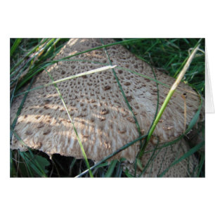 Cartão Grusskarte gemusterter Pilzhut, blanko