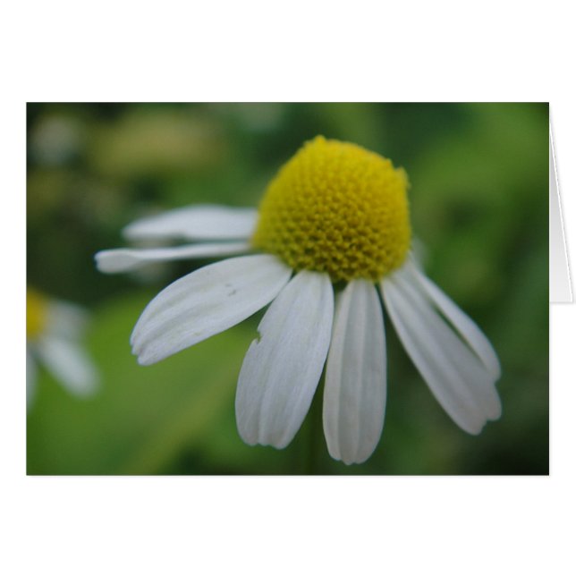 Cartão Grusskarte Kamillenblüte , blanko (Frente Horizontal)