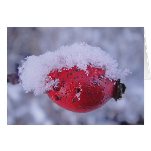 Cartão Grusskarte verschneite Hagebutte, blanko (Frente Horizontal)