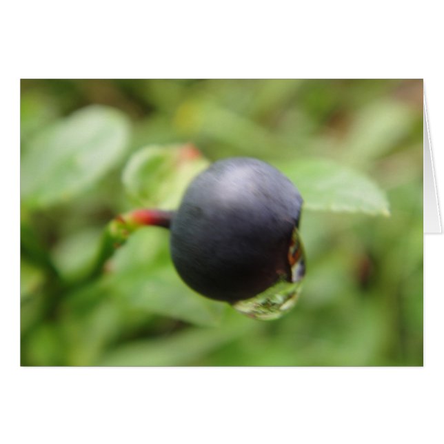 Cartão Grusskarte Waldheidelbeere mit Wassertropfen (Frente Horizontal)