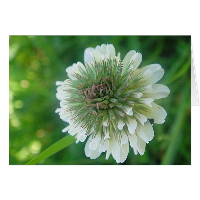 Cartão Grusskarte weisse Kleeblüte, cobertor (Frente Horizontal)