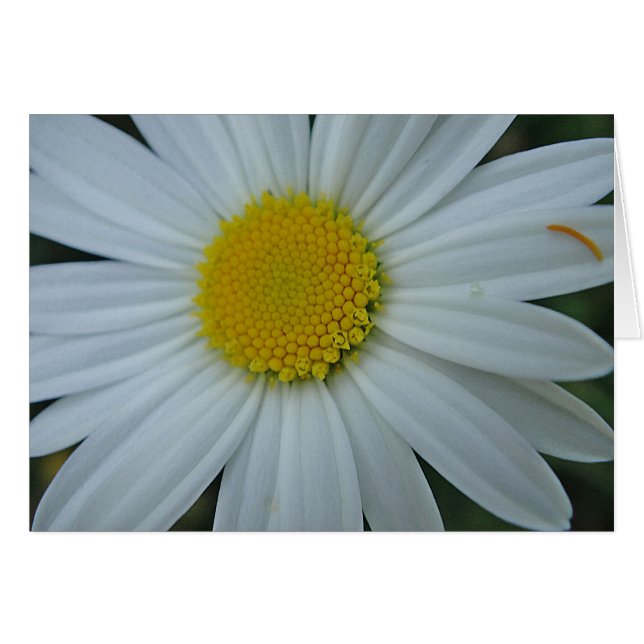 Cartão Grusskarte weisse Margerite, blanko (Frente Horizontal)