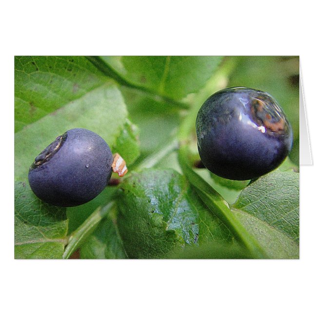 Cartão Grusskarte zwei Waldheidelbeeren, blanko (Frente Horizontal)