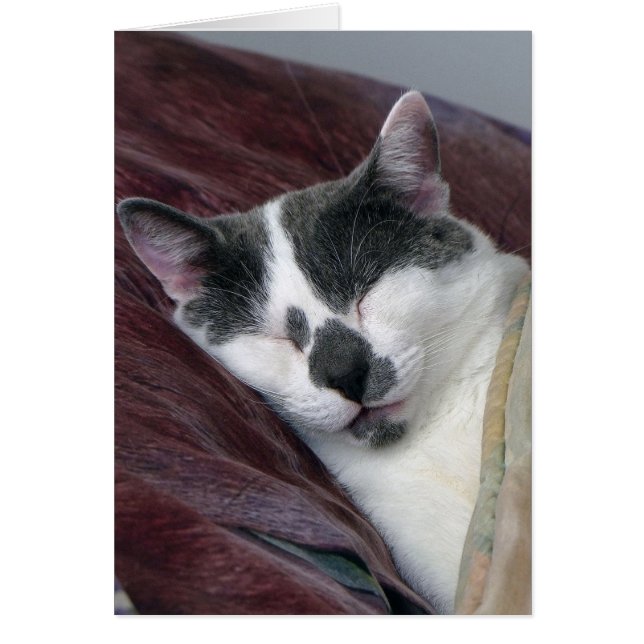 Cartão Guarda de Gatos (Frente)