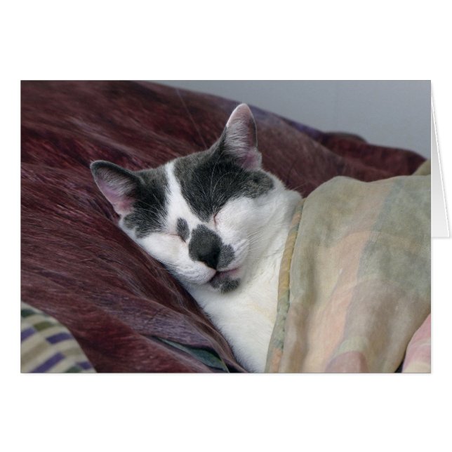 Cartão Guarda de Gatos (Frente Horizontal)