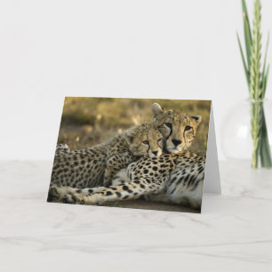 Cartão Guepardo, Acinonyx jubatus, com filhote no Masai 2
