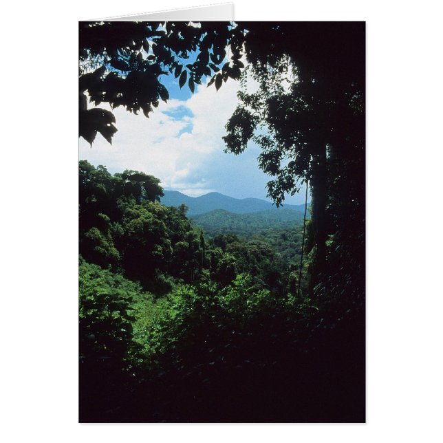 Cartão GUIANA FRANCÊS: Visão da floresta chuvosa (Frente)