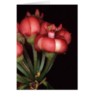 Cartão GUIANA FRANCESA: Globulifera do Symphonia