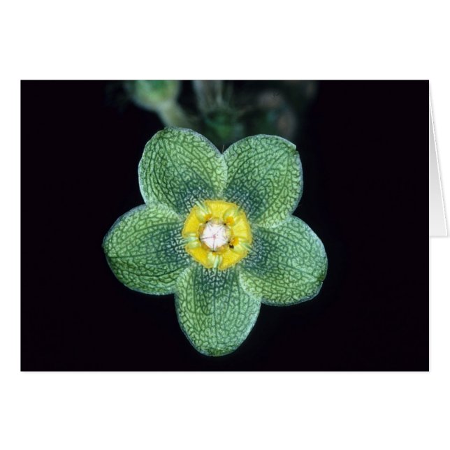 Cartão GUIANA FRANCESA: Gracieae de Matelea (Frente horizontal)