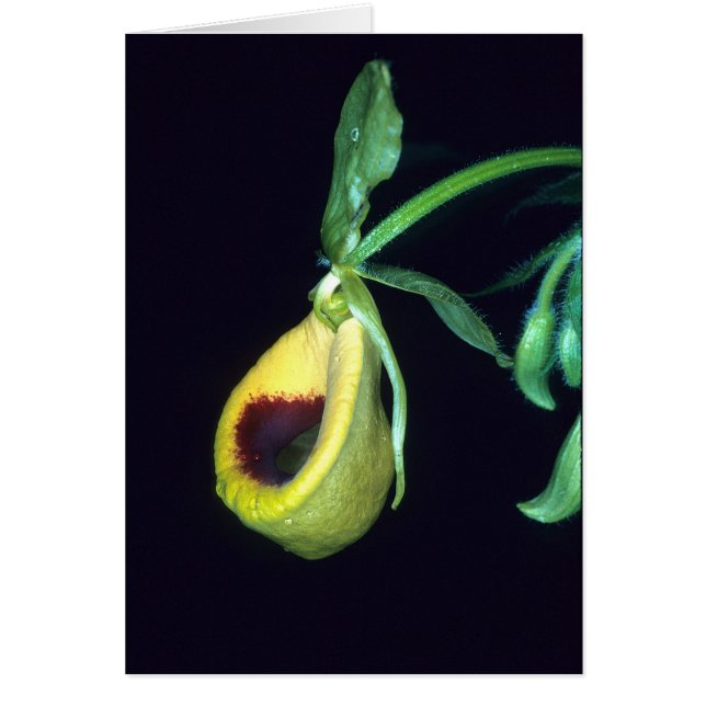 Cartão GUIANA FRANCESA: Palmifolium do Selenipedium (Frente)