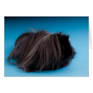 Cartão guinea pig